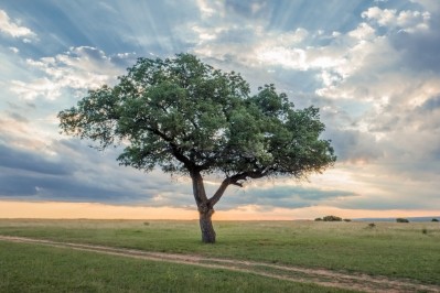 Marula oil is extracted from the seeds of the marula tree