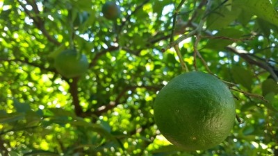 The antioxidant functionality of two flavonoid compounds derived from green tangerine extract is reportedly twice that of vitamin C. ©Getty Images