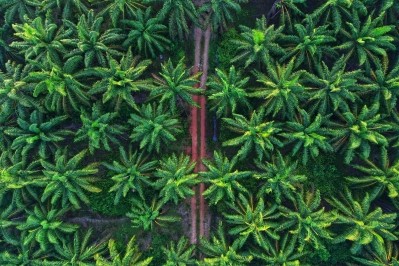 Sustainable Palm Oil © ibnjaafar Getty Images